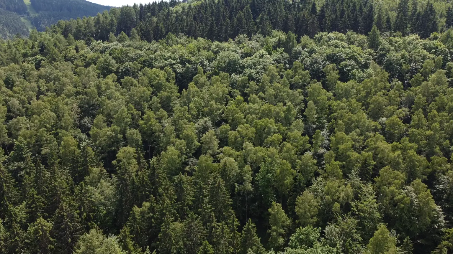 Digital Forest Hero Background